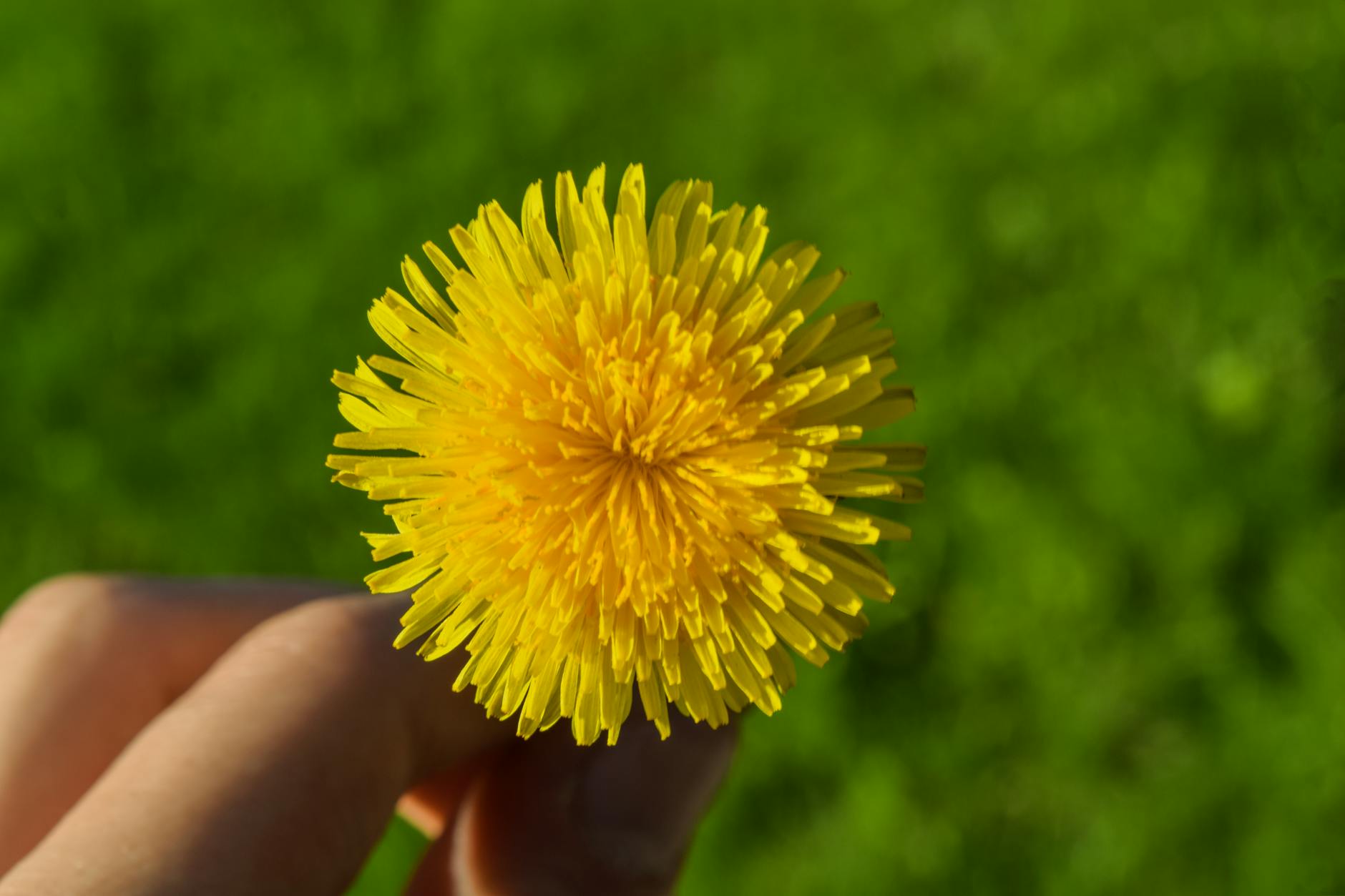 Dandelion Tea!