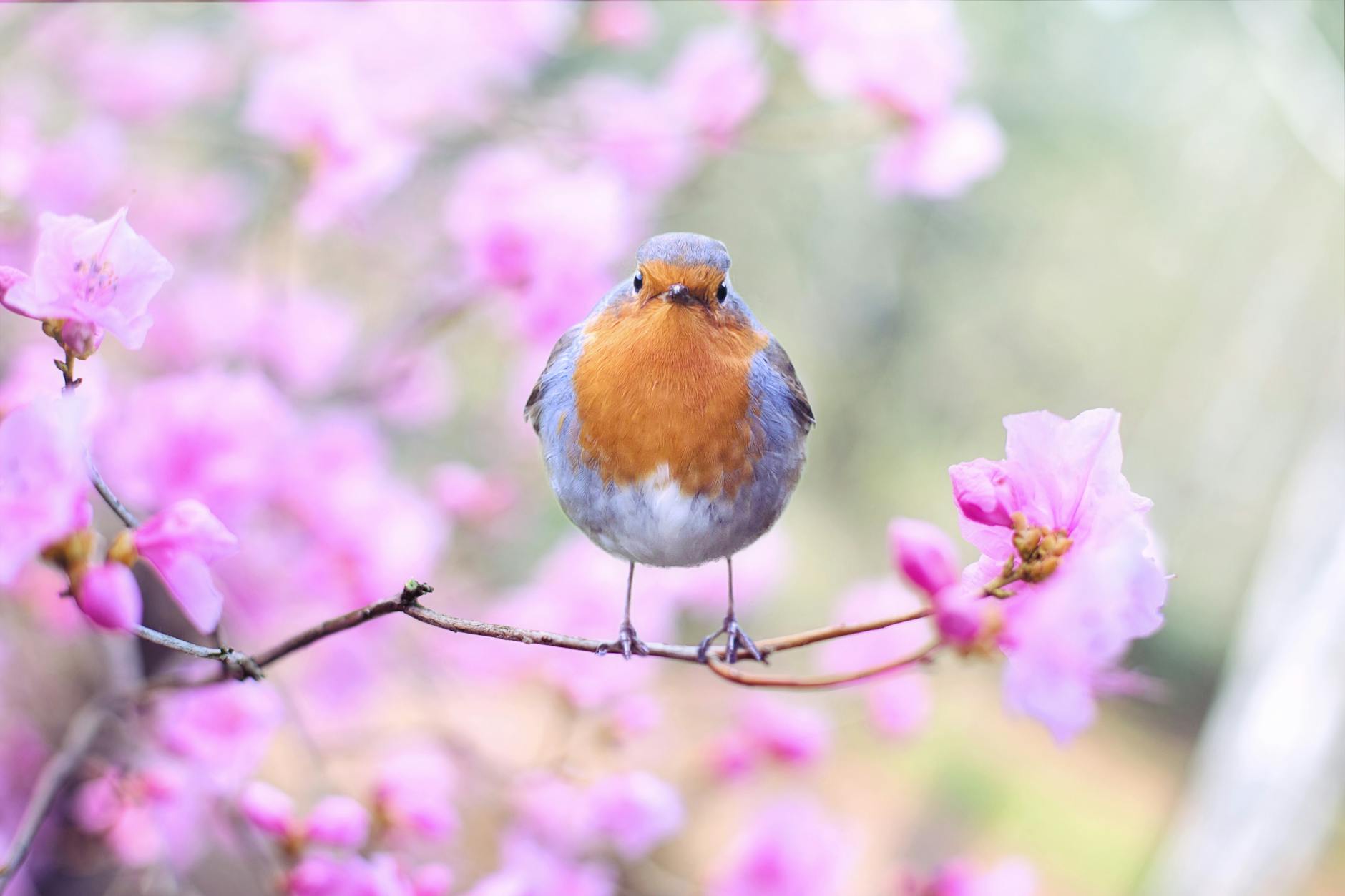 5 Spring Bliss List Items